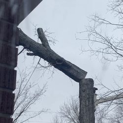 VanGordon Tree & Land Solutions - Part of the large tree mid fall