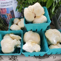 Brooklyn Grange Farm & Farmstand - Lion's Mane mushrooms  so fuzzy