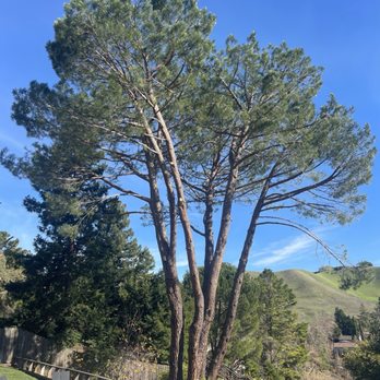 Califa Tree Care - Tree Services Near Me Califa Tree Care - Tree Services Near Me