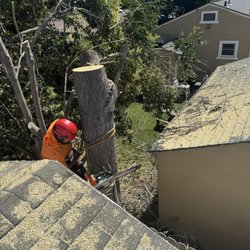 Antonio's Tree Trimming Service