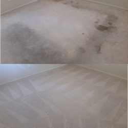 Discount Carpet Cleaning - Cleans, restores, disinfects and deodorizes.