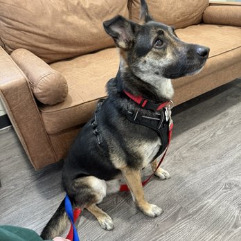 Revel Vet  - Veterinarians Near Me - Queen Creek, Arizona