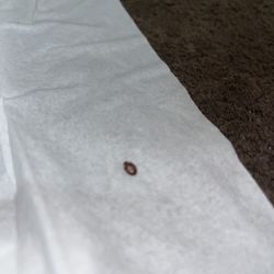 Harmony House Motel - Bedbug