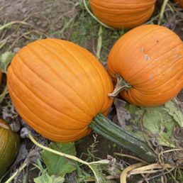 Beautiful pumpkins! Beautiful pumpkins!