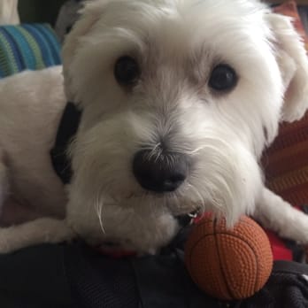 alex the happy dog grooming