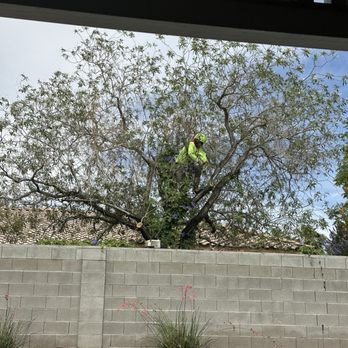 Mr. Tree - Tree Services Near Me - Henderson, Nevada