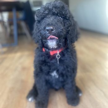Leave The Leash - Pet Training Near Me