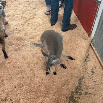 Newport Discovery Zoo - Kangaroo next to the goats and people - Zoos Near Me - Newport, Oregon Newport Discovery Zoo - Kangaroo next to the goats and people - Zoos Near Me - Newport, Oregon