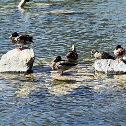 Chollas Lake Park