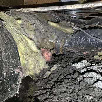 Attical Insulation and Rodents - Insulation Installation Near Me Attical Insulation and Rodents - Insulation Installation Near Me
