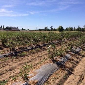 Jessop Farms - Blueberries - Farmers Market Near Me - Ripon, California