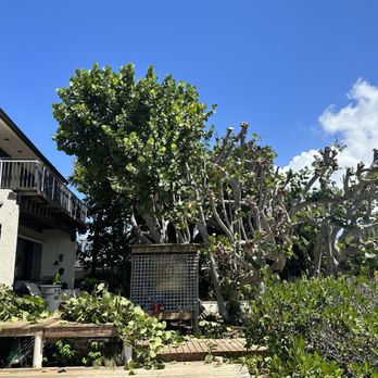 Gibbs Pro Services - Sea grape removal - Landscaping Near Me - Boca Raton, Florida