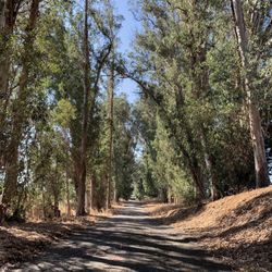 Walk is partially down an old road.