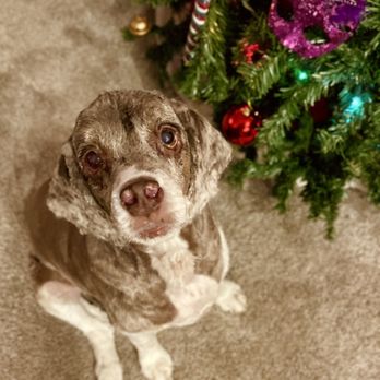 Canine Cottage - Whiskey - Pet Groomers Near Me - Monroe, Washington Canine Cottage - Whiskey - Pet Groomers Near Me - Monroe, Washington