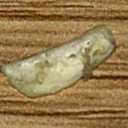 Finger nail