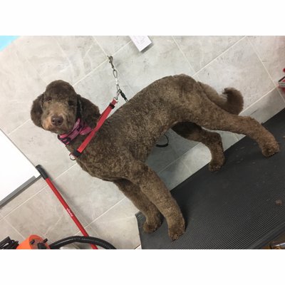 doggy day care bedford