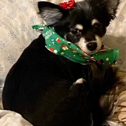 Petsense - Raven