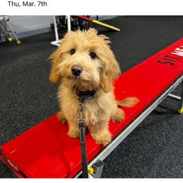Sit Means Sit Dog Training - Pet Training Near Me - Longmont, Colorado