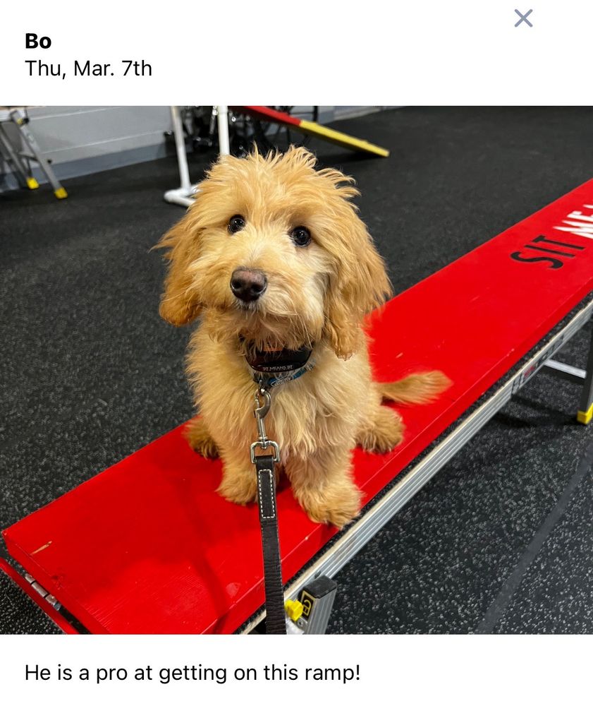 Sit Means Sit Dog Training - Pet Training Near Me - Longmont, Colorado Sit Means Sit Dog Training - Pet Training Near Me - Longmont, Colorado
