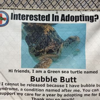 The Turtle Hospital - Veterinarians Near Me - Marathon, Florida The Turtle Hospital - Veterinarians Near Me - Marathon, Florida