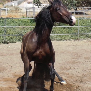 Sandy Creek Ranch - Wow Big Frank!! Wow!!! - Horse Boarding Near Me - El Cajon, California Sandy Creek Ranch - Wow Big Frank!! Wow!!! - Horse Boarding Near Me - El Cajon, California