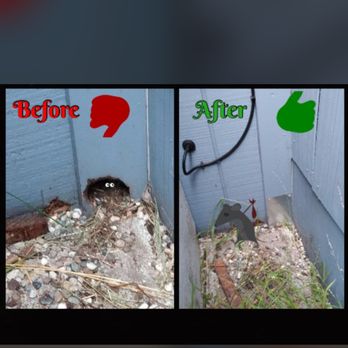 My Rodent Guy! - Pest Control Near Me - Lovelock, Nevada My Rodent Guy! - Pest Control Near Me - Lovelock, Nevada