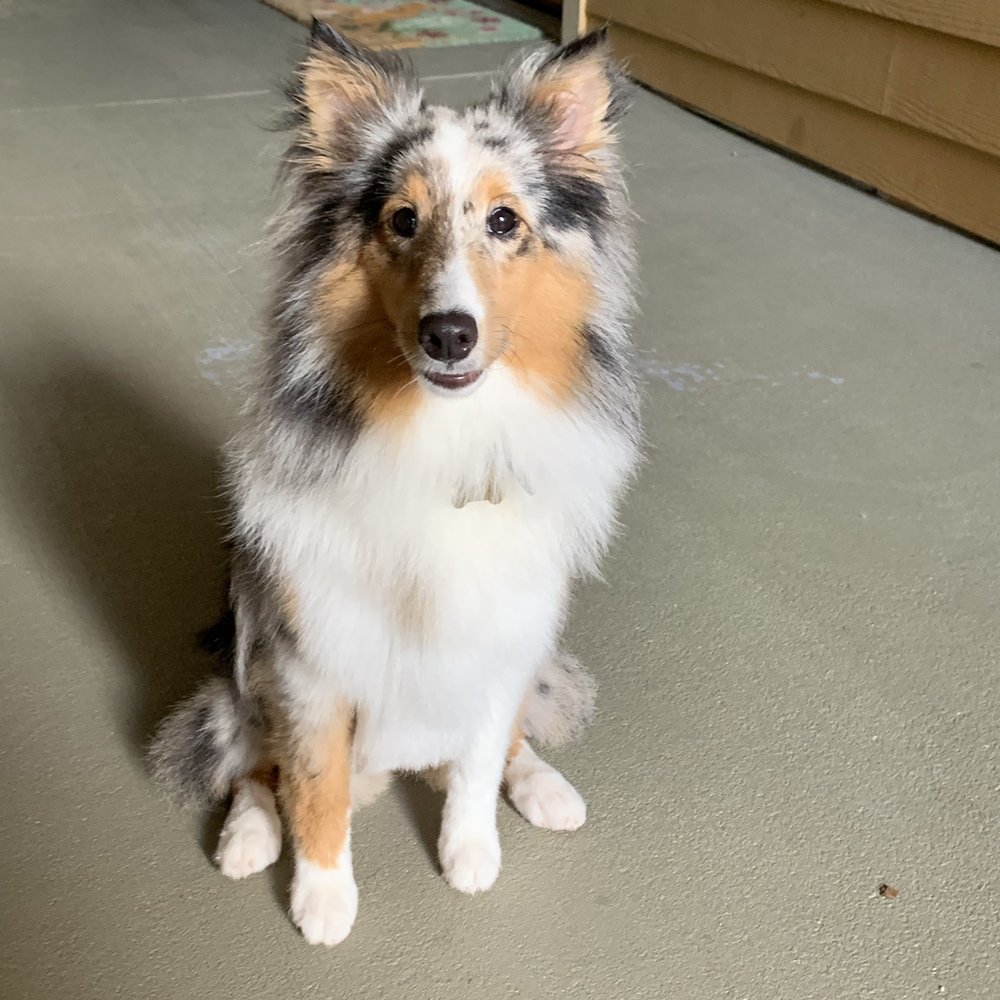 Sheltie groomed Sheltie groomed