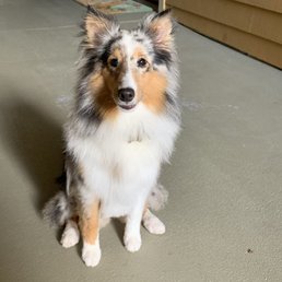 Sheltie groomed Sheltie groomed