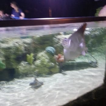Austin Aquarium - Aquariums Near Me - Austin, Texas