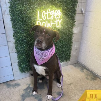 Foxy Paws - Pet Groomers Near Me - Fort Lauderdale, Florida