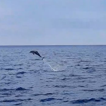 Oceanside Adventures - A leaping dolphin! - Boat Charters Near Me - Oceanside, California Oceanside Adventures - A leaping dolphin! - Boat Charters Near Me - Oceanside, California