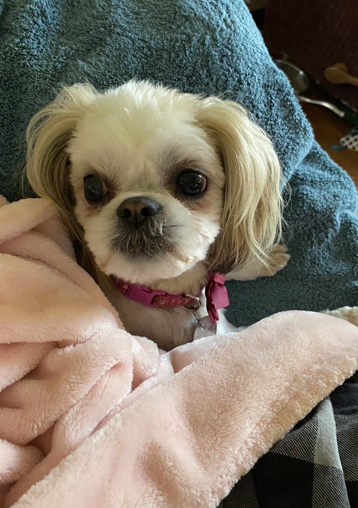 WE B GROOMING Updated August 2024 2153 Old Salisbury Rd, Winston