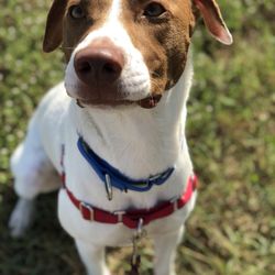 Taurus Bark&Zoom