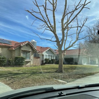 Performance Tree Service - Front yard after pic - Tree Services Near Me
