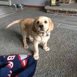 Abdinoor Flooring - Carpet, tile and a cute puppy