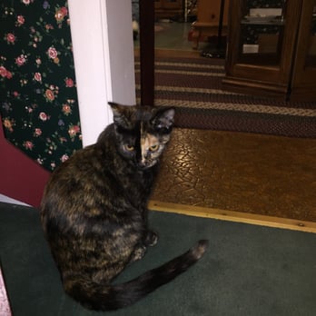 Smoky Mountain Cat House - Pet Stores Near Me - Pigeon Forge, Tennessee