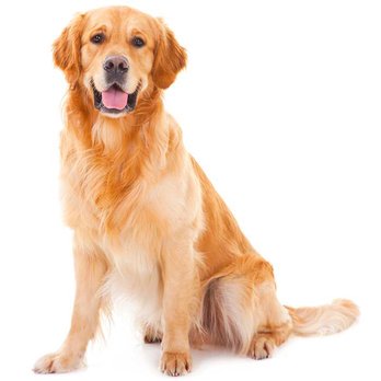 Animal Doctors House Calls - Animal Doctors House Calls - Veterinarians Near Me - Lilburn, Georgia Animal Doctors House Calls - Animal Doctors House Calls - Veterinarians Near Me - Lilburn, Georgia
