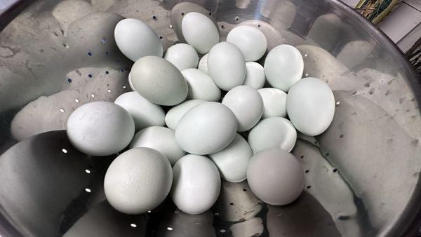 Vista Farmers Market by null