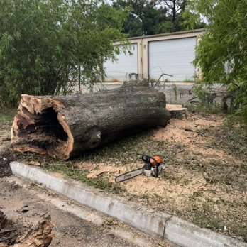 Big Daddy’s Palm Trees - Tree trimming and tree removal - Landscaping Near Me