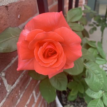 Eclips Salon - Pretty rose outside. - Hair Salons Near Me - Portsmouth, New Hampshire Eclips Salon - Pretty rose outside. - Hair Salons Near Me - Portsmouth, New Hampshire