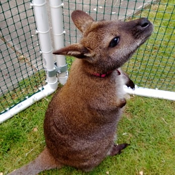 Animal Encounters - Wallaby - Educational Services Near Me Animal Encounters - Wallaby - Educational Services Near Me