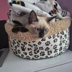Quick & Pro Appliance Repair - We love pets