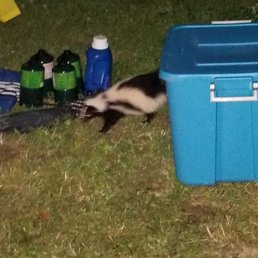 A skunk that would not leave us the hell alone!
