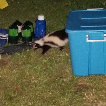Burr Oak State Park - A skunk that would not leave us the hell alone! - Campgrounds Near Me - Glouster, Ohio