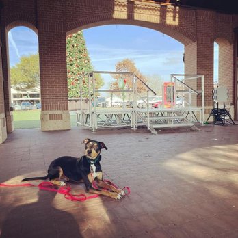 Sit Means Sit Dog Training Frisco - Pet Training Near Me - Celina, Texas Sit Means Sit Dog Training Frisco - Pet Training Near Me - Celina, Texas