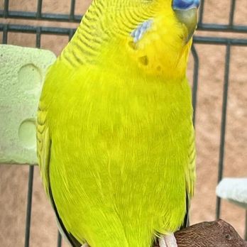 Fine Feathered Friends Foundation - Animal Shelters Near Me Fine Feathered Friends Foundation - Animal Shelters Near Me