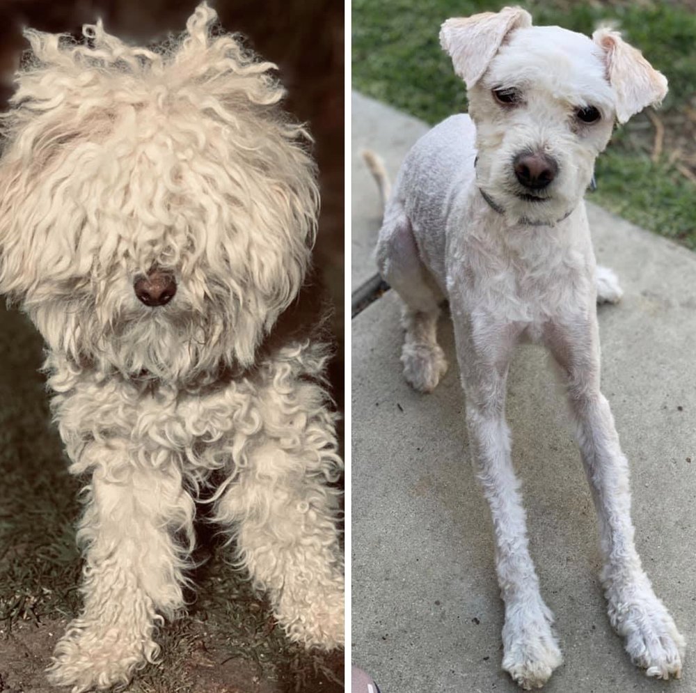 ALOHA DOG GROOMING - 27 Photos & 92 Reviews - Pet Groomers - 1998 E