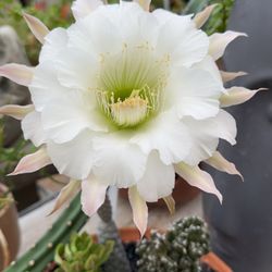 Farmer's Daughter Landscape - Blooms!