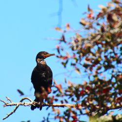 Wertheim National Wildlife Refuge