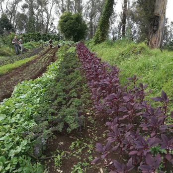 O'o Farms - Vegetable garden - Food Tours Near Me - Kula, Hawaii